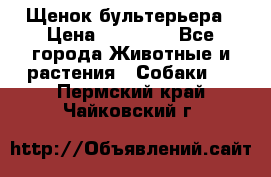 Щенок бультерьера › Цена ­ 35 000 - Все города Животные и растения » Собаки   . Пермский край,Чайковский г.